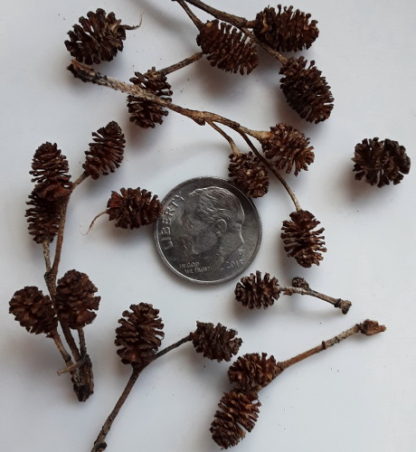 Micro Alder Pinecones