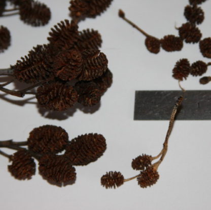 Micro Alder Pinecones Size Comparison Close up