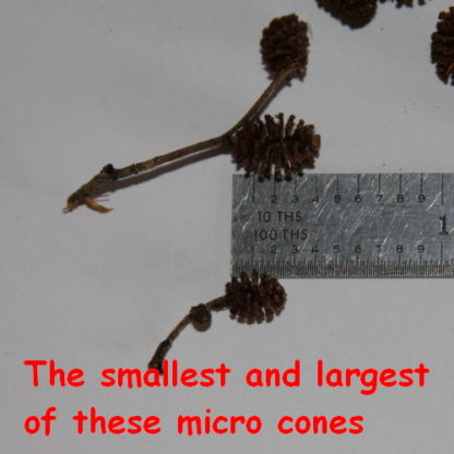 Micro Alder Pinecones Size