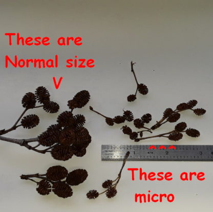Micro with normal Size Comparison alder cones